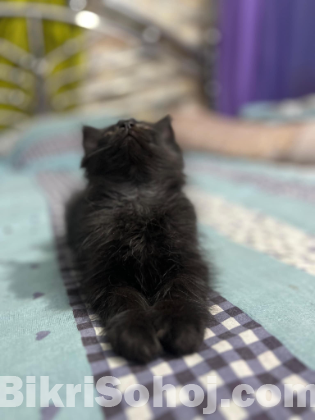 Persian Cat